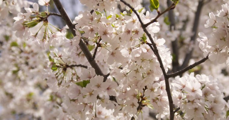 Cherry Blossoms 2015