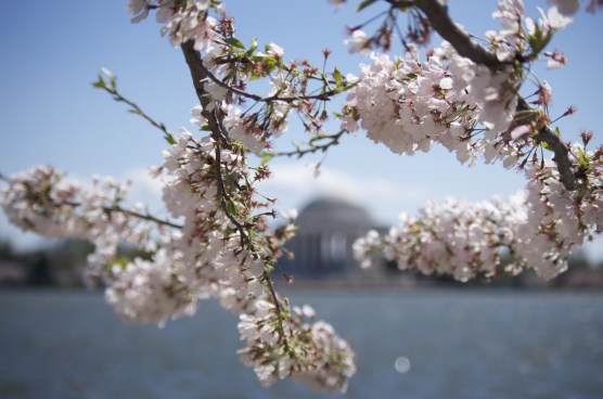 Cherry Blossom Season